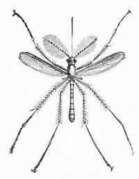 A Big Mosquito