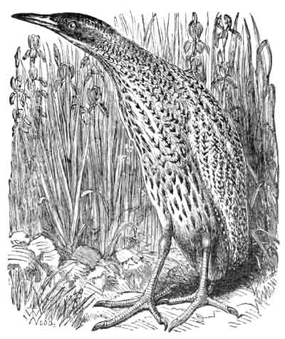 The Bittern