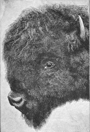 Head of bull buffalo