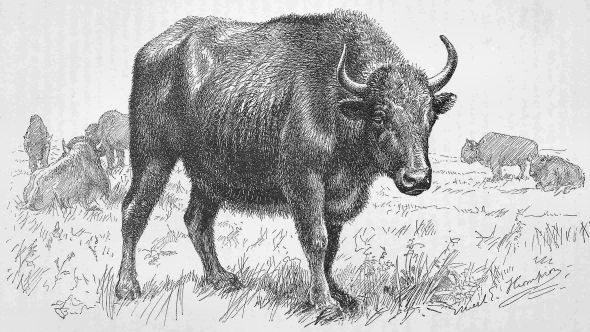 HALF-BREED (BUFFALO-DOMESTIC) COW.