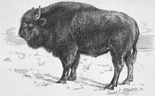 YOUNG HALF-BREED (BUFFALO-DOMESTIC) BULL.