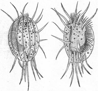 Euplotes charon, dorsal and ventral aspects