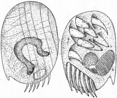 Aspidisca hexeris