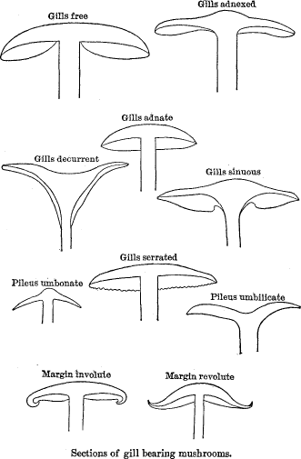 Sections of gill bearing mushrooms. Gills adnexed/ Gills free/ Gills adnate/ Gills decurrent/ Gills sinuous/ Gills serrated/ Pileus umbonate/ Pileus umbilicate/ Margin involute/ Margin revolute