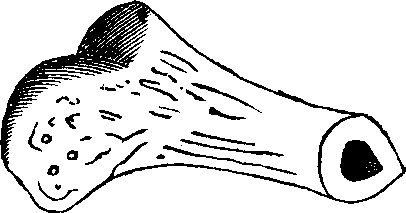 Illustration: Fig. 9. Lower end of the thigh-bone sawn across, showing its central cavity.