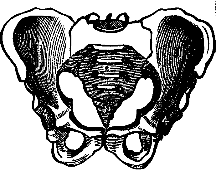 Illustration: Fig. 15. A representation of the pelvic bones. 