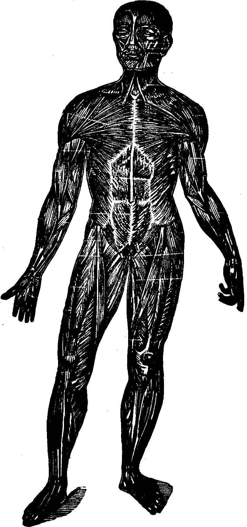 Illustration: Fig. 24. A representation of the superficial layer of muscles on the anterior portion of the body.