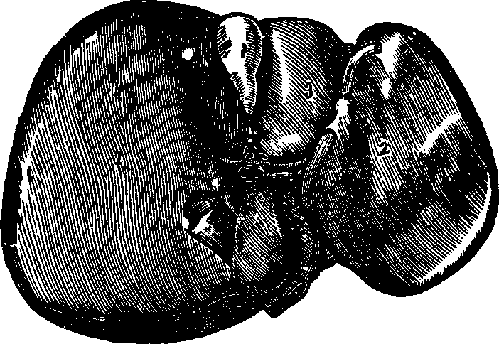 Illustration: Fig. 33. The inferior surface of the liver.