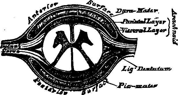 Illustration: Fig. 56. Cross-section of spinal cord.