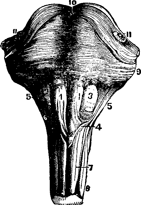 Illustration: Fig. 58.