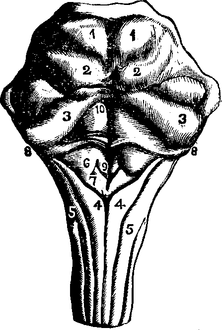 Illustration: Fig. 59.