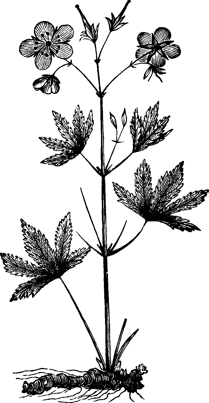 Illustration: Fig. 122. Cranesbill. 