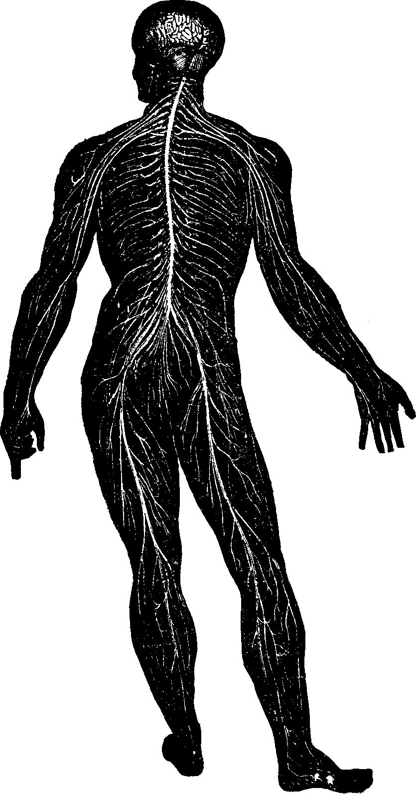 Illustration: Fig. 1. Nervous System.