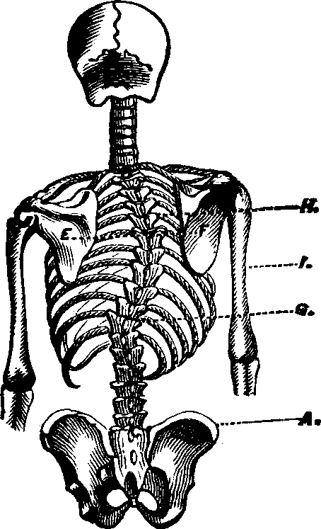 Illustration: Fig. 6. Lateral curvature of the spine. E to F, the primary curve.