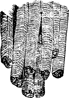 Illustration: Fig. 15. Muscular fibre highly magnified.