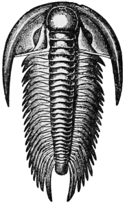 Trilobite