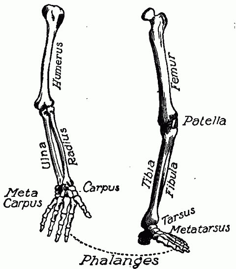 Fig. 102