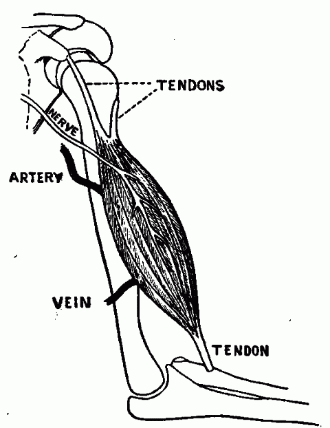 Fig. 110