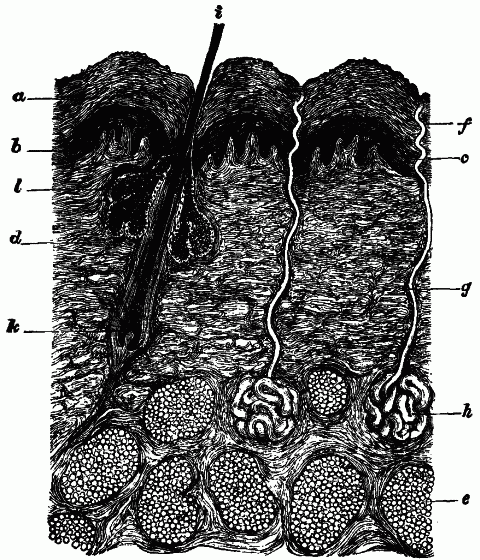 Fig. 121