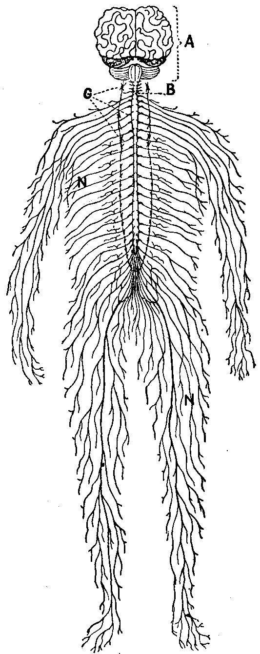 Fig. 125