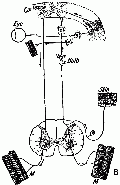 Fig. 141