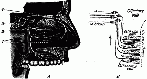 Fig. 147