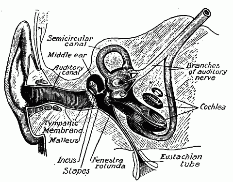 Fig. 151