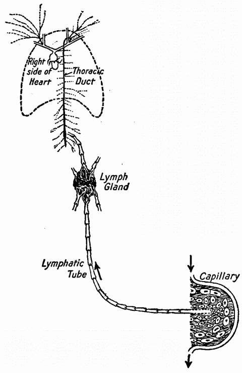 Fig. 30