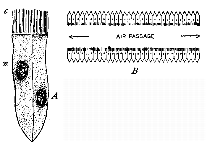 Fig. 35