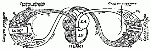 Fig. 55