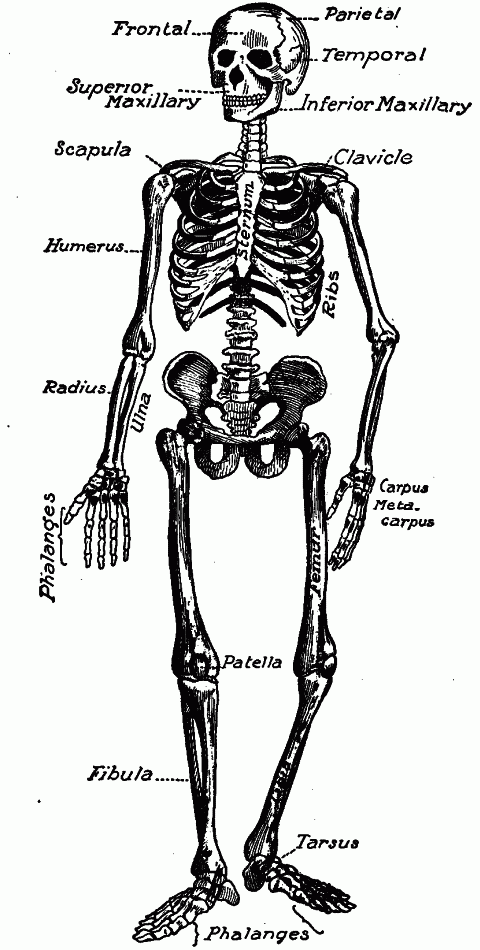 Fig. 97