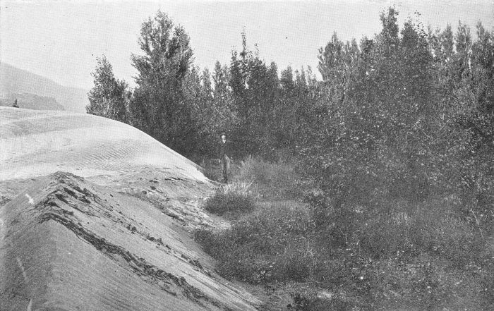 SAND BURYING A PEAR ORCHARD.