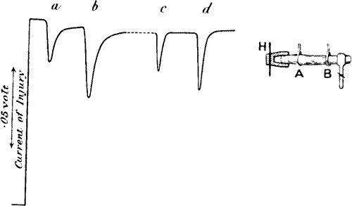 Fig. 12.—Response in Plant to Mechanical Tap or Vibration