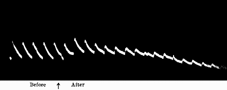 Fig. 46.—Action of Formalin (Radish)