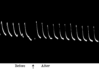 Fig. 48.—Stimulating Action of very dilute KOH