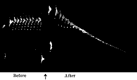 Fig. 88.—Action of Poison in Abolishing Response in Nerve (Waller)