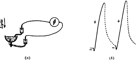 Fig. 96.—Record of Responses To Light given by the Sensitive Cell