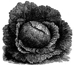 Danish Drumhead Cabbage.