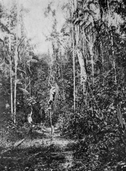 TROPICAL FOREST, TRINIDAD. This has to be cleared before planting begins.