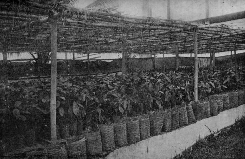 NURSERY, WITH THE YOUNG CACAO PLANTS IN BASKETS, JAVA. (Reproduced from van Hall's _Cocoa_, by permission of Messrs. Macmillan & Co.).