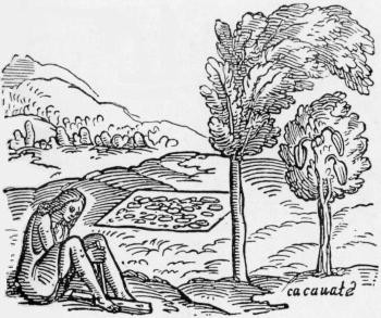 COPY OF AN OLD ENGRAVING SHOWING THE CACAO TREE, AND A TREE SHADING IT. (From _Bontekoe's Works_.)