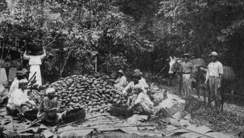 MEN BREAKING PODS, GIRLS SCOOPING OUT BEANS, AND MULES WAITING WITH BASKETS TO CONVEY THE CACAO TO THE FERMENTARY.