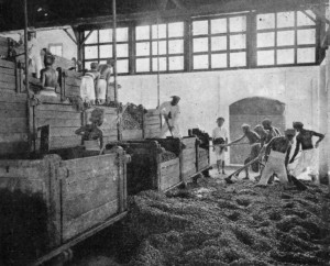 FERMENTING BOXES, JAVA. From the last box the beans are shovelled into the washing basin. (Reproduced from van Hall's _Cocoa_, by permission of Messrs. Macmillan & Co.)