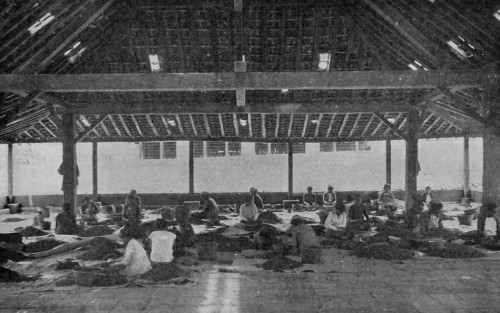 SORTING CACAO BEANS IN JAVA. (Reproduced from van Hall's _Cocoa_, by permission of Messrs. Macmillan & Co.).