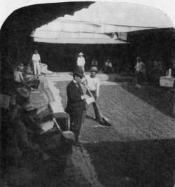 SORTING CACAO FOR SHIPMENT, GUAYAQUIL, ECUADOR.