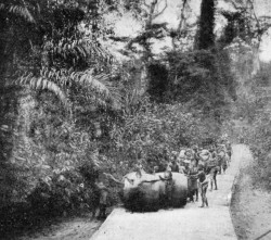 ROLLING CACAO, GOLD COAST. Reproduced by permission of the Editor of "West Africa."