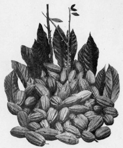 CACAO PODS, LEAVES AND FLOWERS. Reproduced by permission of Messrs. Fry & Sons, Ltd., Bristol.