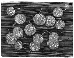 Fig. 43. Noctiluca miliaris.