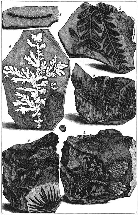 Fig. 63. Leisteenen met versteeningen.