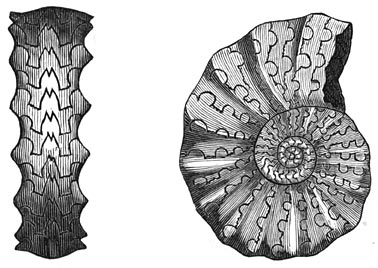 Fig. 199. Ammoniet der triasperiode.